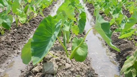 Taro plant 스톡 동영상 334001115