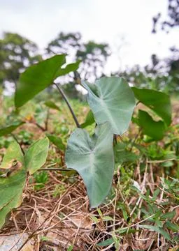 Taro Plant Stock Photos