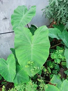 Taro Plant Stock Photos