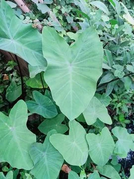 Taro Plant Stock-Fotos