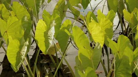 Taro plants 2 Stock Footage 8985498