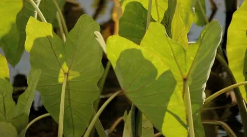 Taro plants close up Stock Footage 8985457