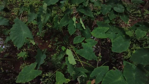 Taro plants, Close-up view Stock Footage 200801016