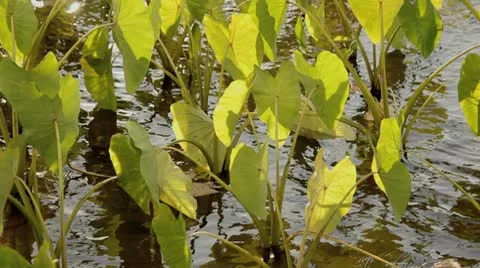Taro plants Stock Footage 8985404