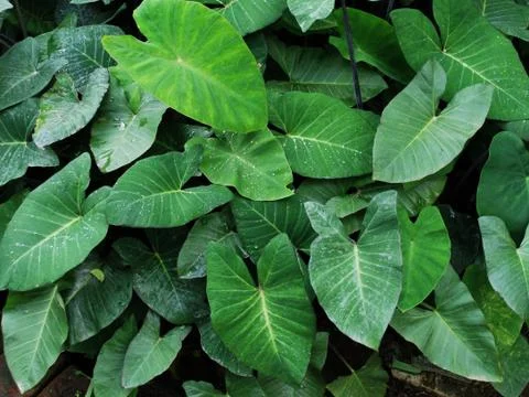 Taro Plants Stock Photos