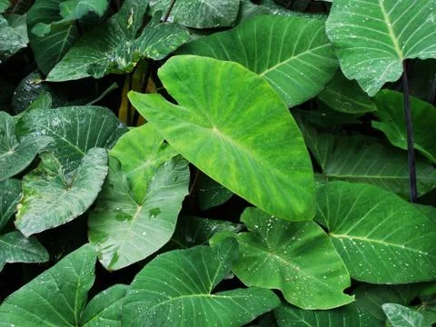 Taro Plants 写真素材