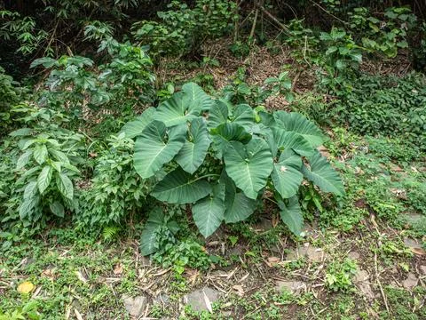 Taro plants Stock Photos