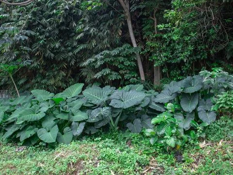 Taro plants Foto stock