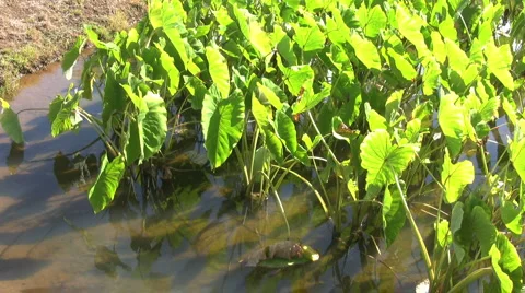 Taro plants in water Stock Footage