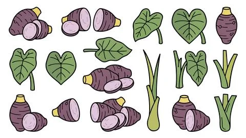 Taro Root and Leaves Vector Illustration Set Stock Illustration