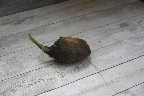 Taro root developing new green sprout and roots 스톡 사진