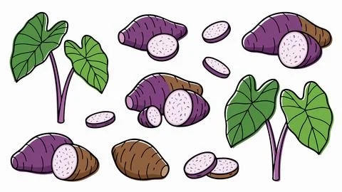 Taro Root Vector Illustration Set Stock Illustration
