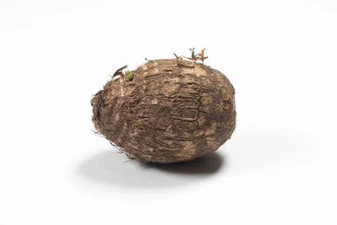 Taro root vegetable isolated in white Stock Photos