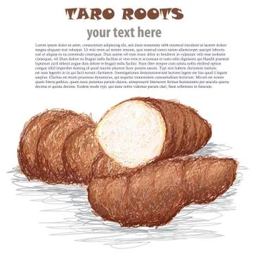 Taro roots Stock Illustration