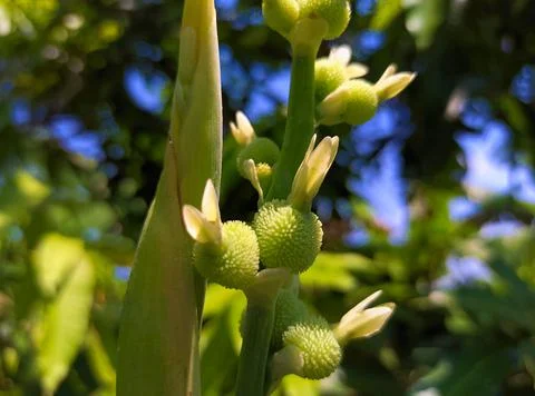Taro tree flower Stock Photos
