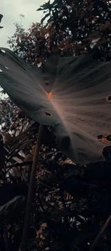 Taro tree in the forest 스톡 사진