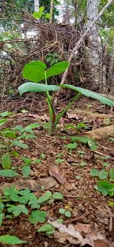Taro tree in Indonesia Stock Photos