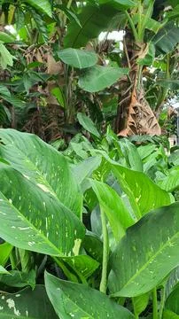 Taro tree 写真素材