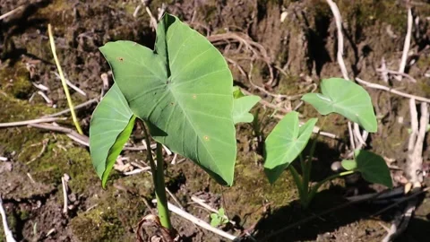Taro trees Stock Footage 262522066