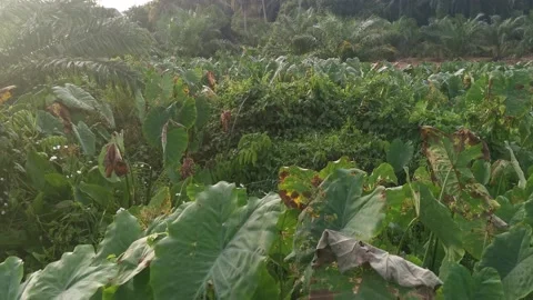 Taro vegetation land Video stock 158521808