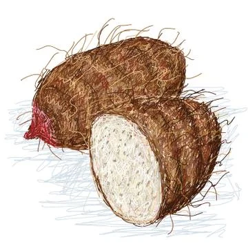 Taro xanthosoma cross section Stock Illustration
