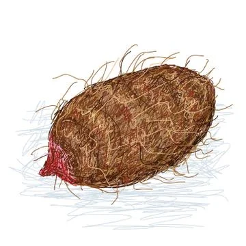 Taro xanthosoma Stock Illustration