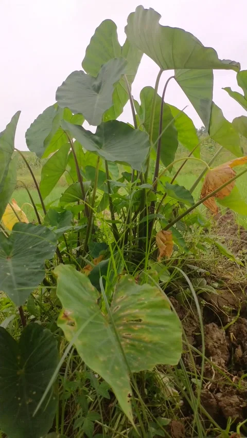 Taro (xanthosoma violaceum) Stock Footage 233857479