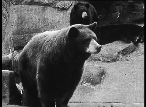 Taronga Zoo's Mighty Brown Bear, Sydney Australia (1961) - Archive Footage Stock-Footage 159124911