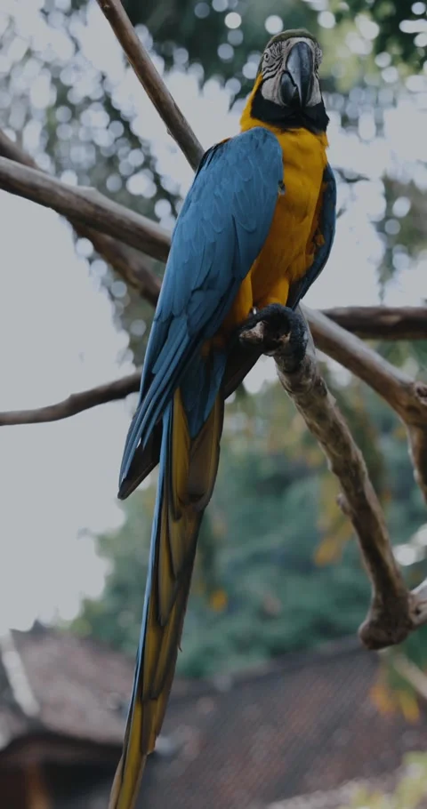 Tarot bird Stock Footage 214080249