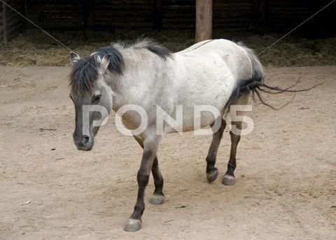 Tarpan and stable Stock Photos