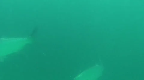 Tarpon and Bait Fish Stock Footage 1056878