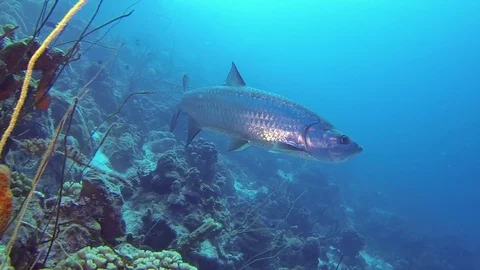 Tarpon on coral reef Stock Footage 79102641