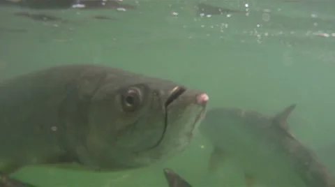 Tarpon: Extreme Close Up Stock Footage 882751