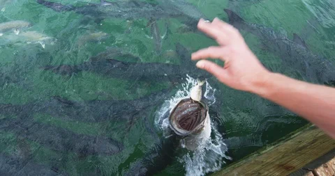 Tarpon feeding in the Keys in Florida Video stock 100725855