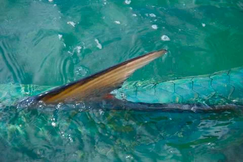 Tarpon Fin Foto stock