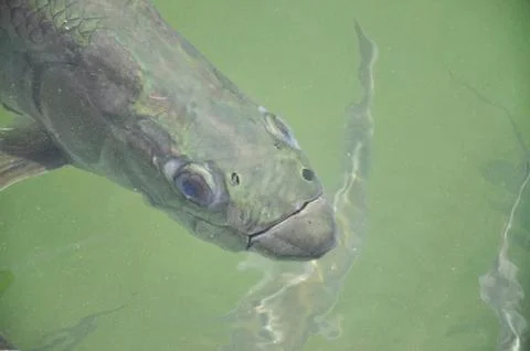 Tarpon Fish Face Stock Photos