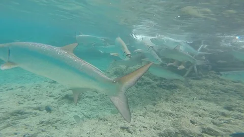 Tarpon Fish Feeding Vidéo 71281065