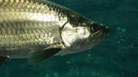 Tarpon Video stock 64825640