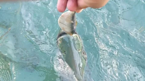 Tarpon Stock Footage 162113975