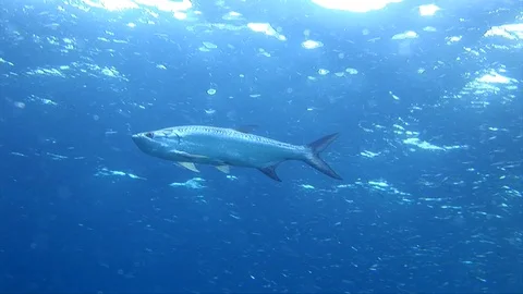 Tarpon-Megalops atlanticus Vídeos de archivo 92940053
