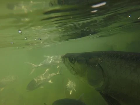 Tarpon 写真素材