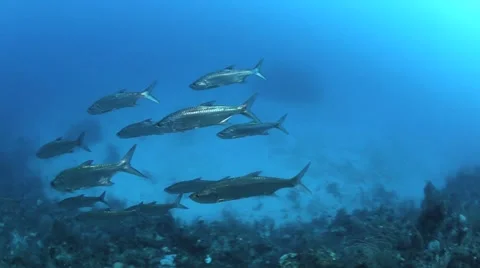 Tarpon School 库存影片 3855977
