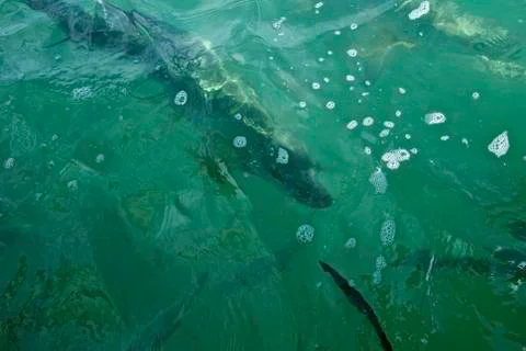 Tarpon under Water Foto stock