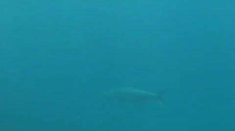 Tarpon Underwater Stock Footage 492809