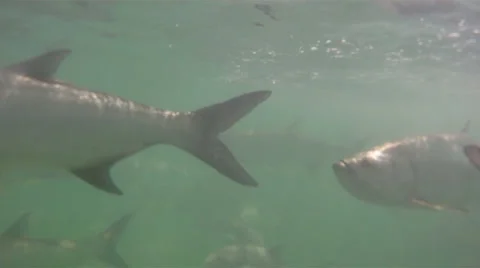 Tarpon Underwater Stock Footage