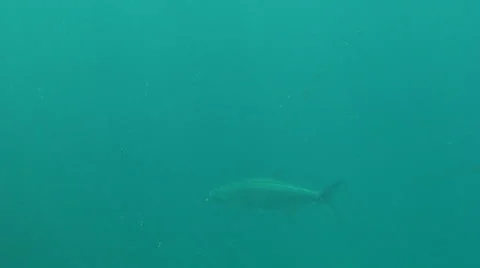 Tarpon Underwater Stock Footage 988770