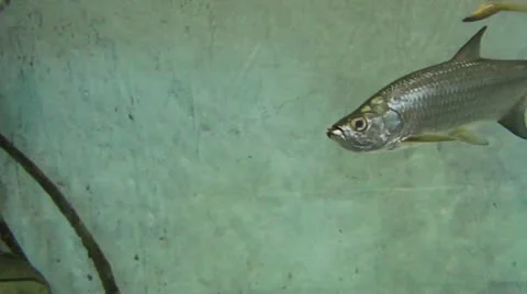 Tarpon underwater Stock Footage 21179895