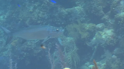 Tarpon underwater Stock Footage 53282415