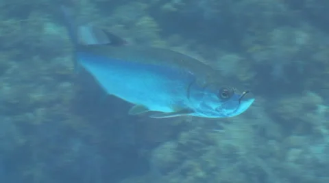 Tarpon Underwater Stock Footage 53282437