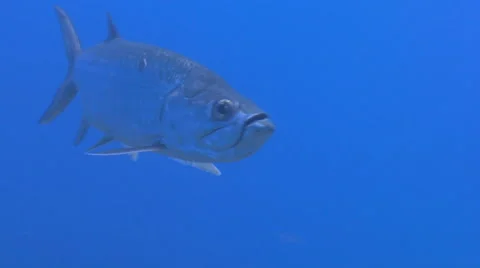Tarpon Underwater Stock Footage 53283089